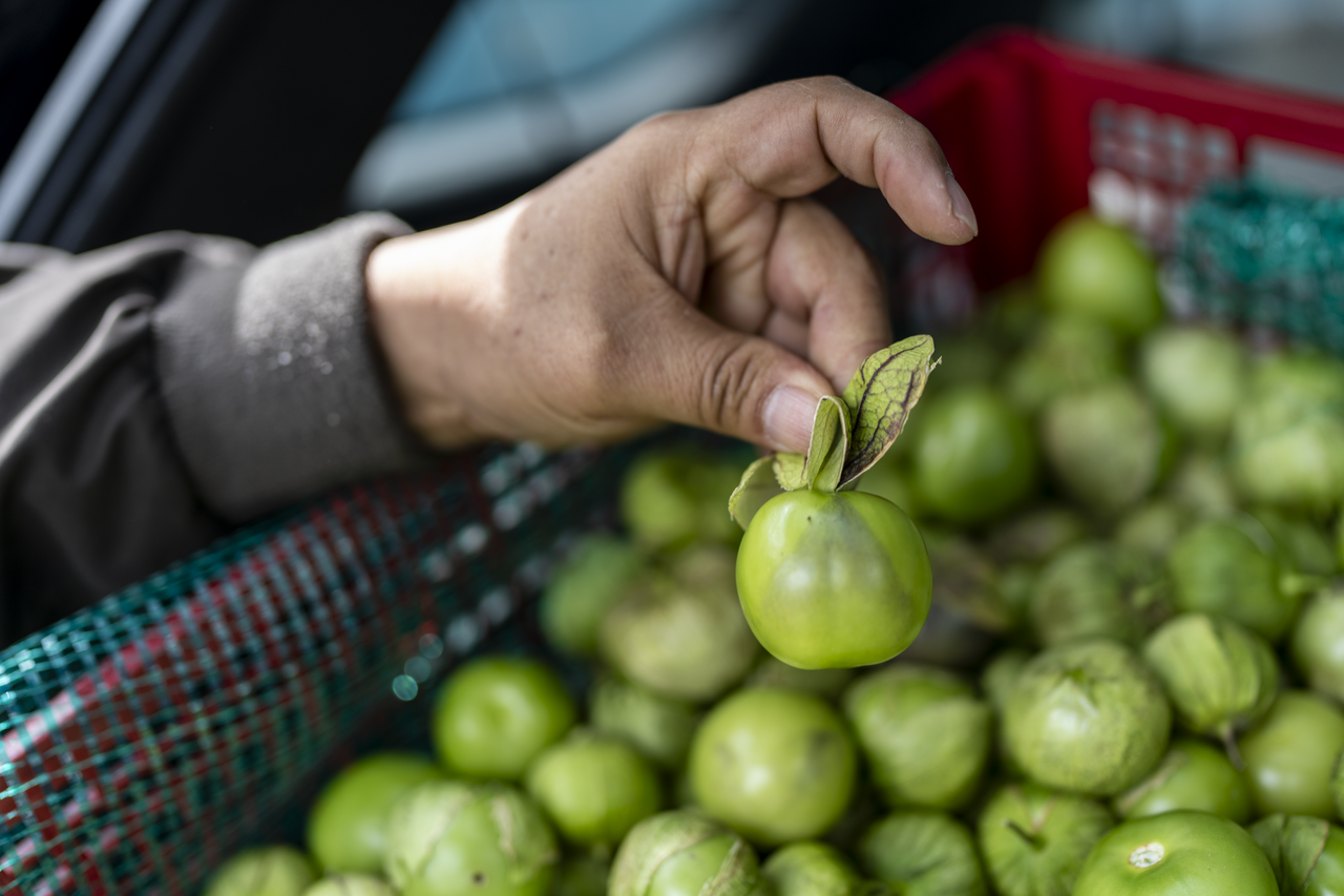 At a Queens market, Giovanni selects a case of Mexican tomatoes.